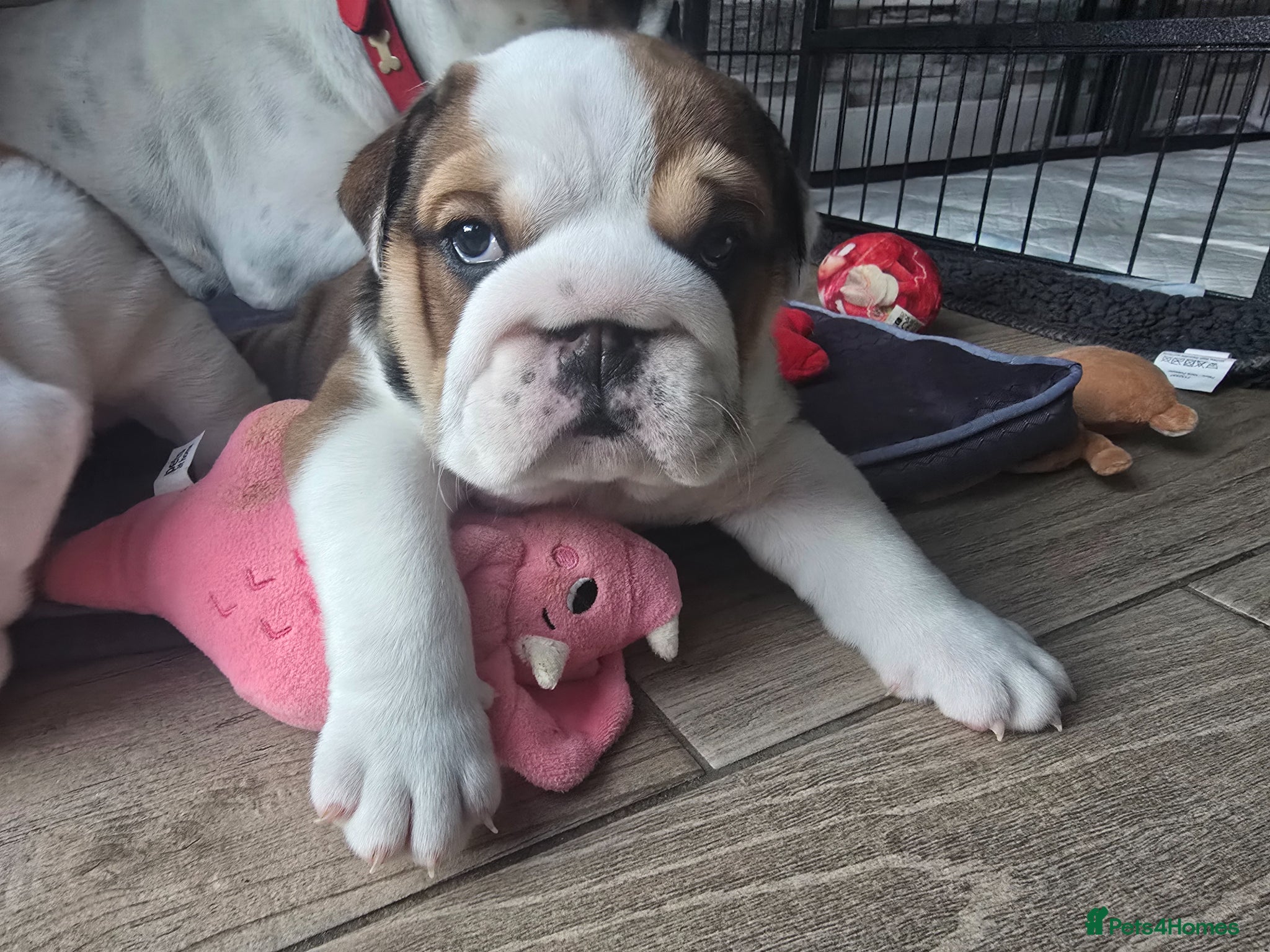 English Bulldog dogs 2🐶 🔥KC registered English bulldog puppies✨️🔥 - Advert 13