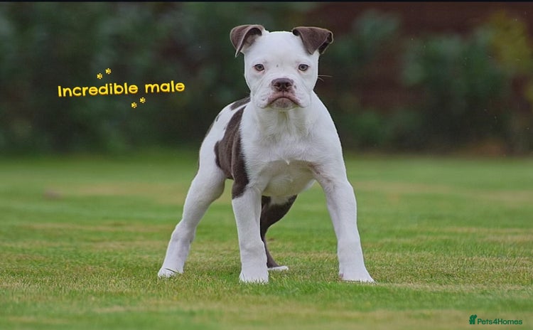 Old Tyme Bulldog dogs - Advert 1