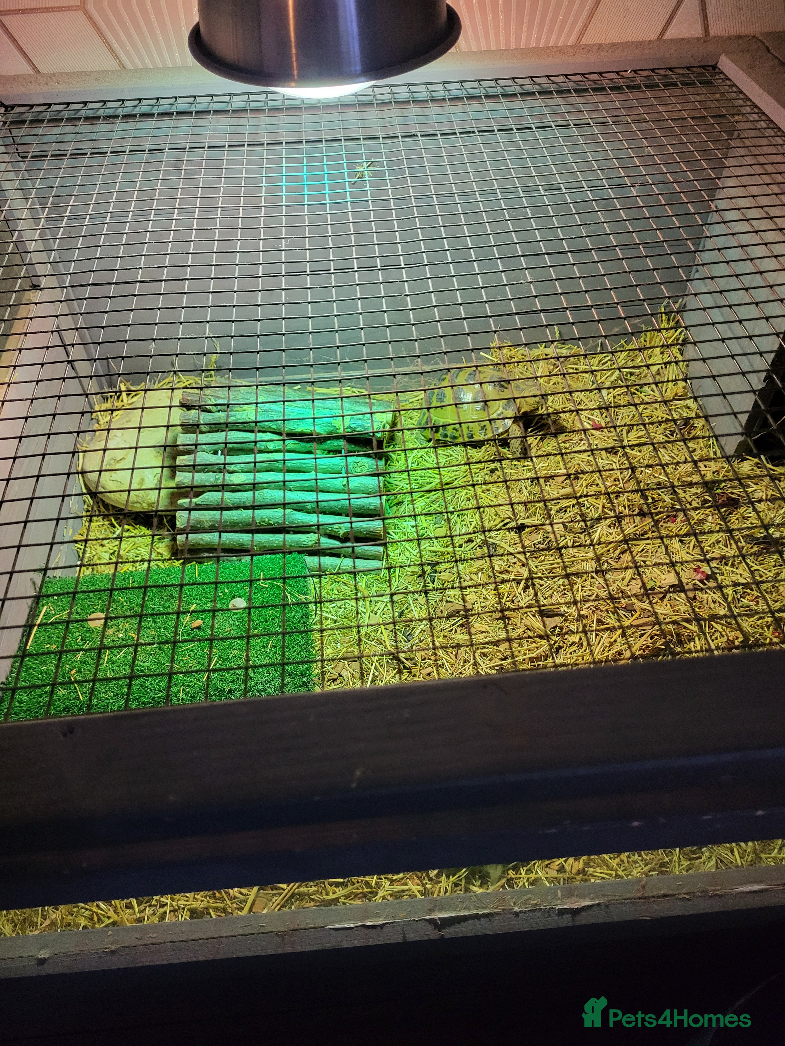 Tortoise reptiles Tortoise  in South Shields - Advert 1