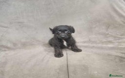 Jackapoo dogs for sale: Absolutely adorable jackapoo puppies  - Advert 5