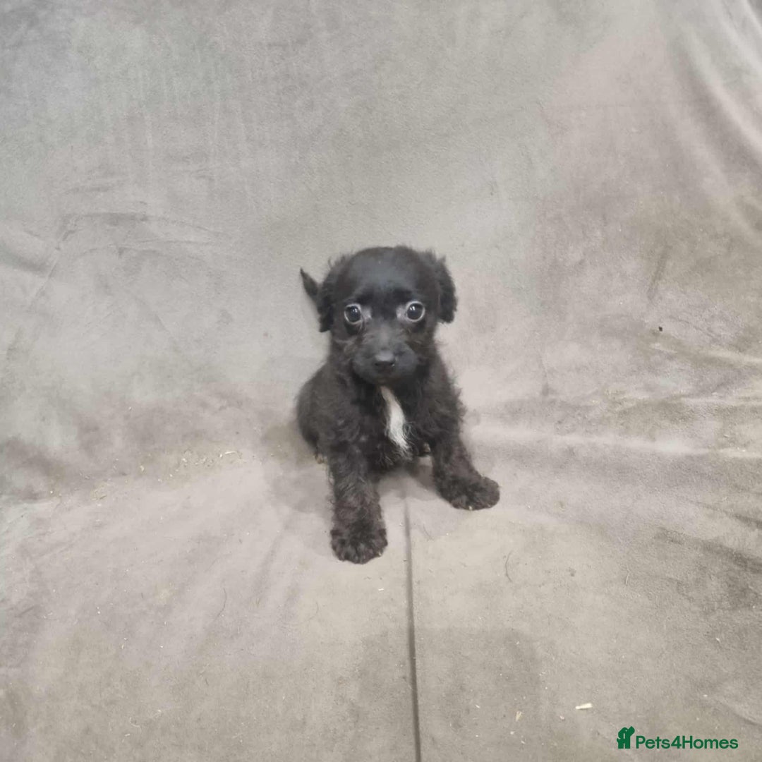 Jackapoo dogs for sale: Absolutely adorable jackapoo puppies  - Advert 5