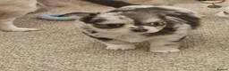 Chihuahua dogs for sale: 5 beautiful chihuahuas  - Advert 6