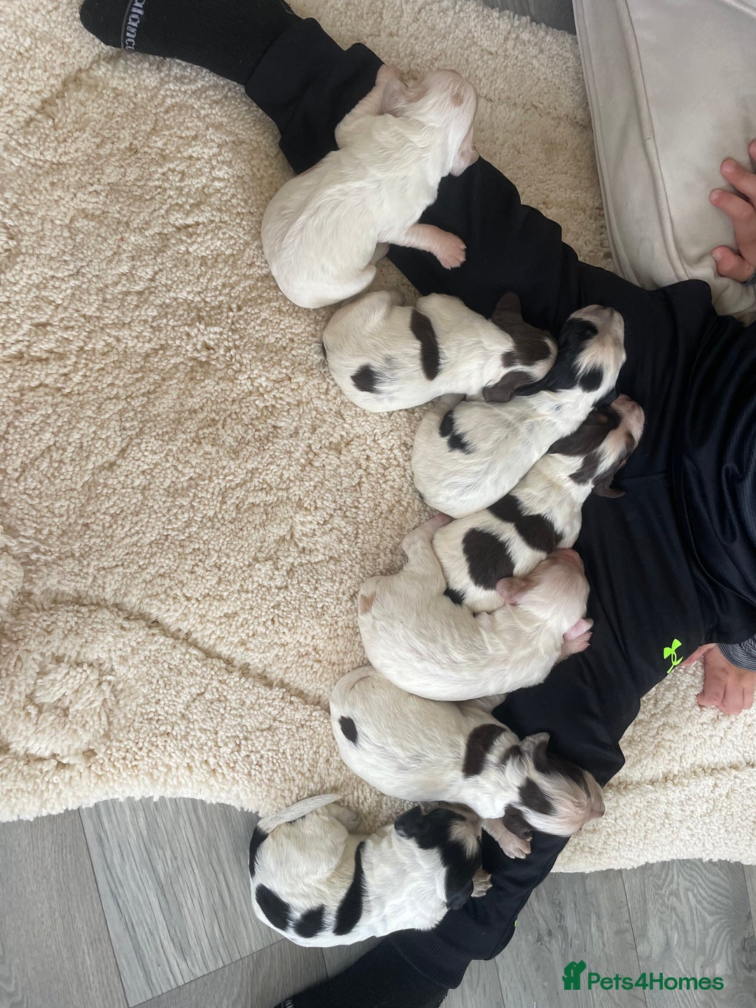 Cocker Spaniel dogs for sale: Healthy puppies - Image 1