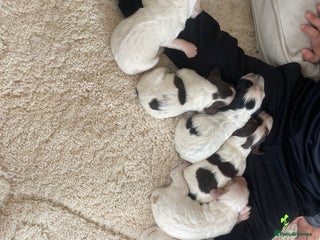 Cocker Spaniel dogs - Advert 20