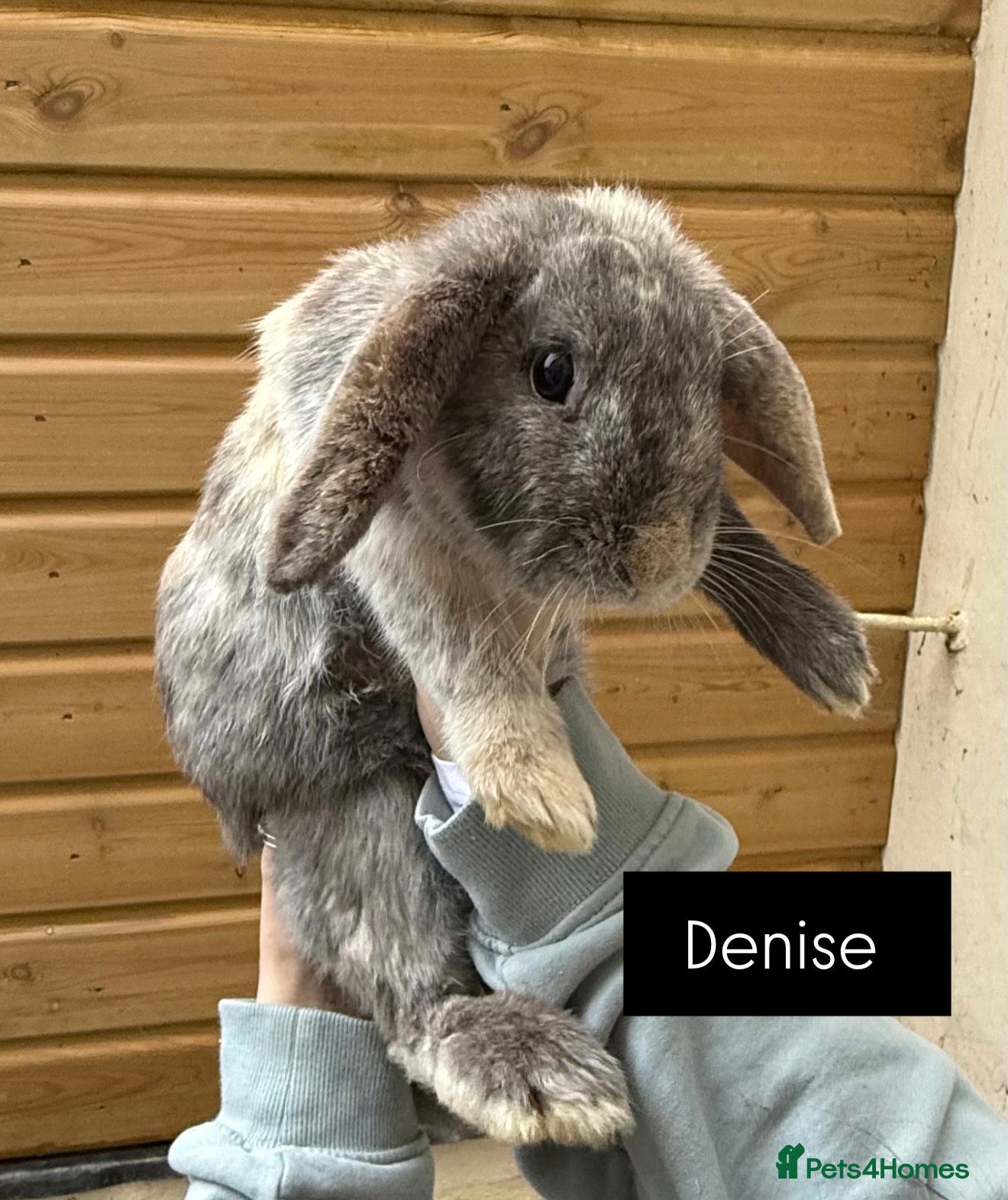 Mixed Breed rabbits Mixed  - Advert 8