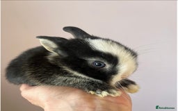 Netherland Dwarf rabbits for sale: Stunning pure bred Netherlands dwarf kits  - Image 4