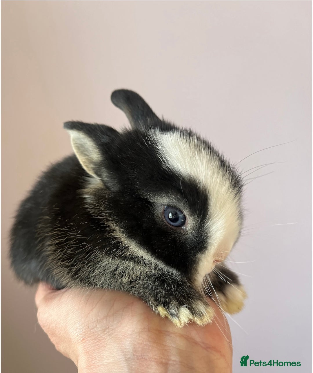 Netherland Dwarf rabbits for sale: Stunning pure bred Netherlands dwarf kits  - Image 4