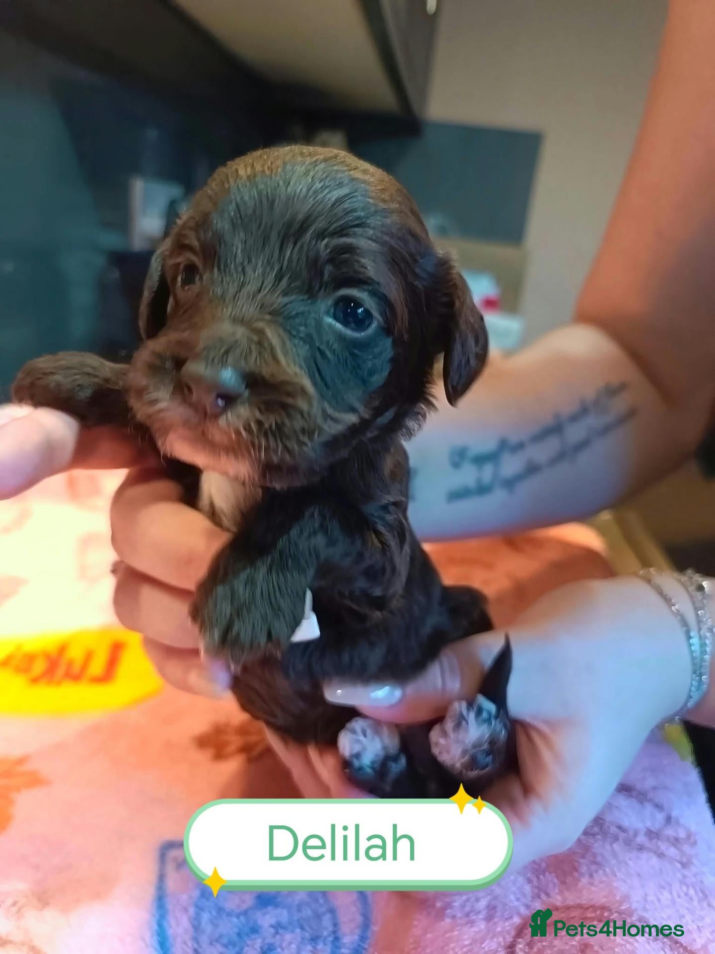 Cockapoo dogs Beautiful Cockapoo Puppies – 2 Girls remaining - Advert 1