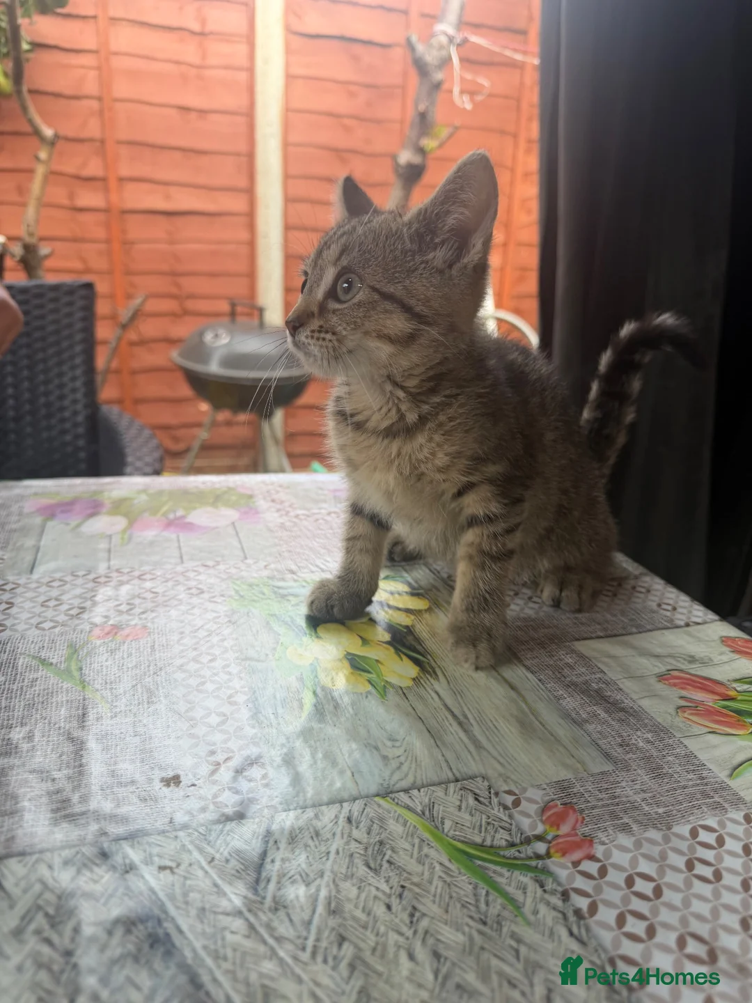 Mixed Breed cats for sale: Female kittens bengal mixed with short hair  - Advert 4