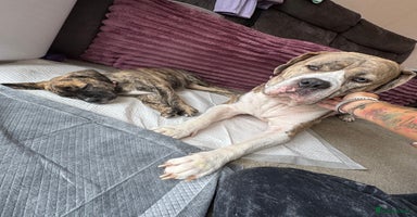 Mixed Breed dogs - Advert 7