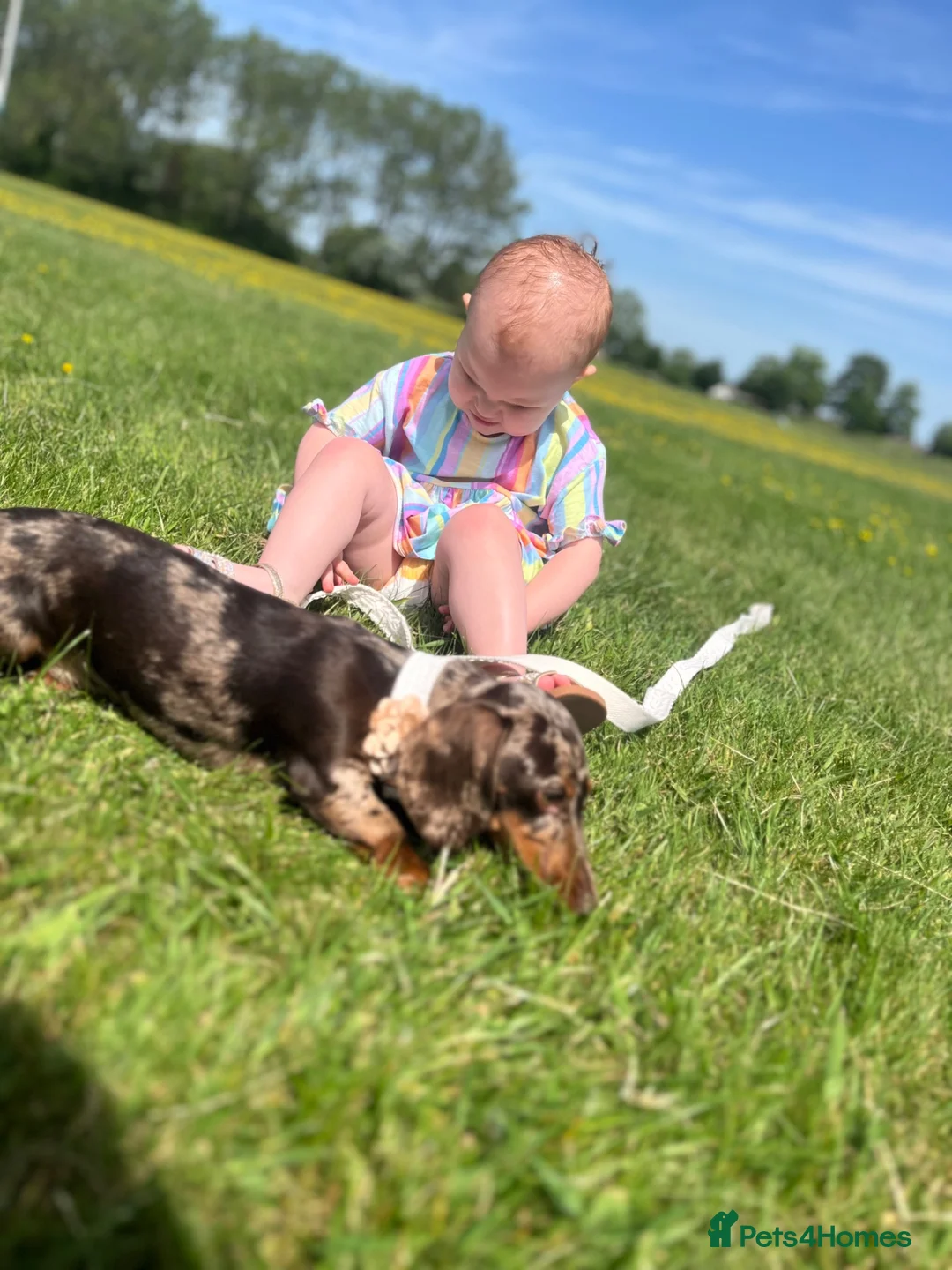 Miniature Dachshund dogs for sale: Female dapple miniature dachshund for rehoming  in Bristol - Advert 2