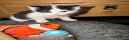 Mixed Breed cats for sale: 2 beautiful kittens  - Advert 12