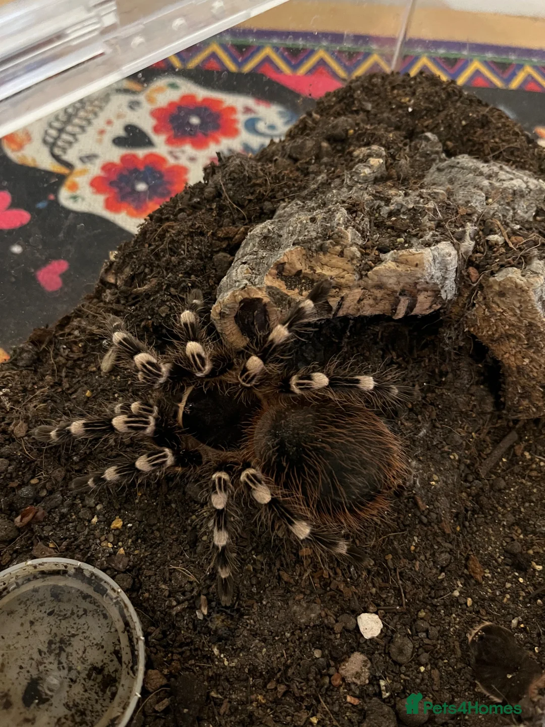 Tarantulas invertebrates for sale: Tarantulas mixed sizes & sex new & old world  in Benfleet - Advert 2