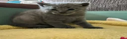 Mixed Breed cats for sale: Mixed breed kittens  - Advert 3