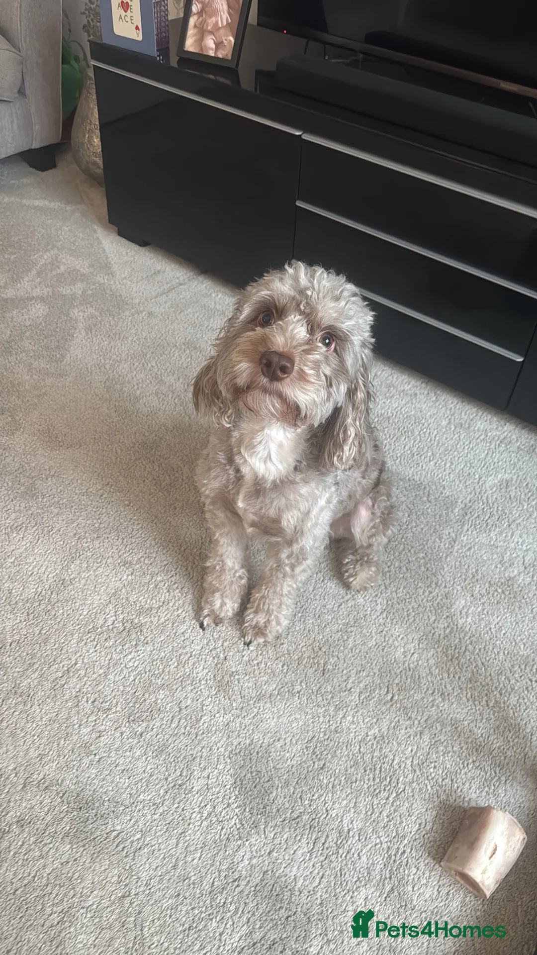 Cockapoo dogs for sale: I am looking for a new home  in Nottingham - Advert 2