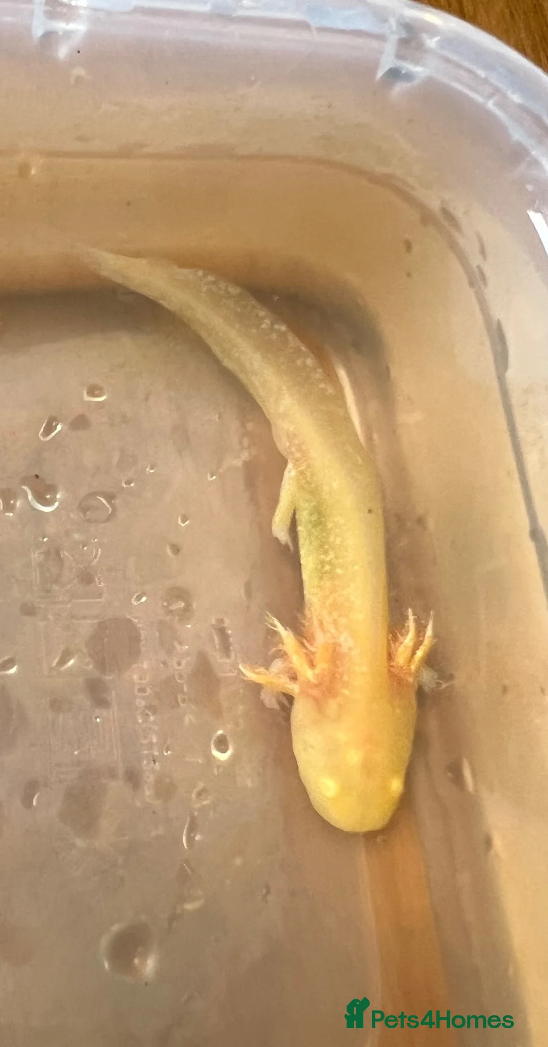 Axolotl reptiles for sale: Baby Axolotls  in Colchester - Advert 7