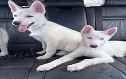 Utonagan dogs for sale: Last 2 Husky (Utonagon) Puppies - READY NOW - Image 1
