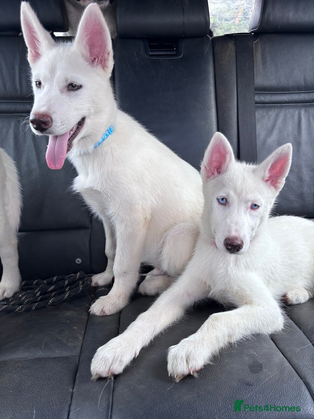 Utonagan dogs for sale: Last 2 Husky (Utonagon) Puppies - READY NOW - Image 1
