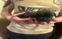 Great Dane dogs for sale: Stunning puppies, health tested KC parents. - Image 18