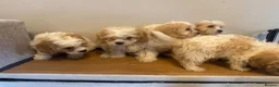 Cavachon dogs for sale: Cavachon Puppies READY NOW 🐾❤️ - Advert 24