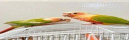 Conures birds for sale: Breeding pair of pineapple conures in Birmingham - Advert 4