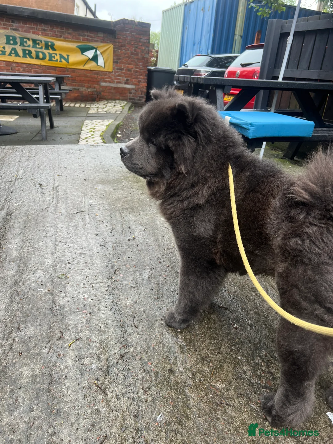 Chow Chow dogs for stud: KC Blue Chow Chow  - Advert 2