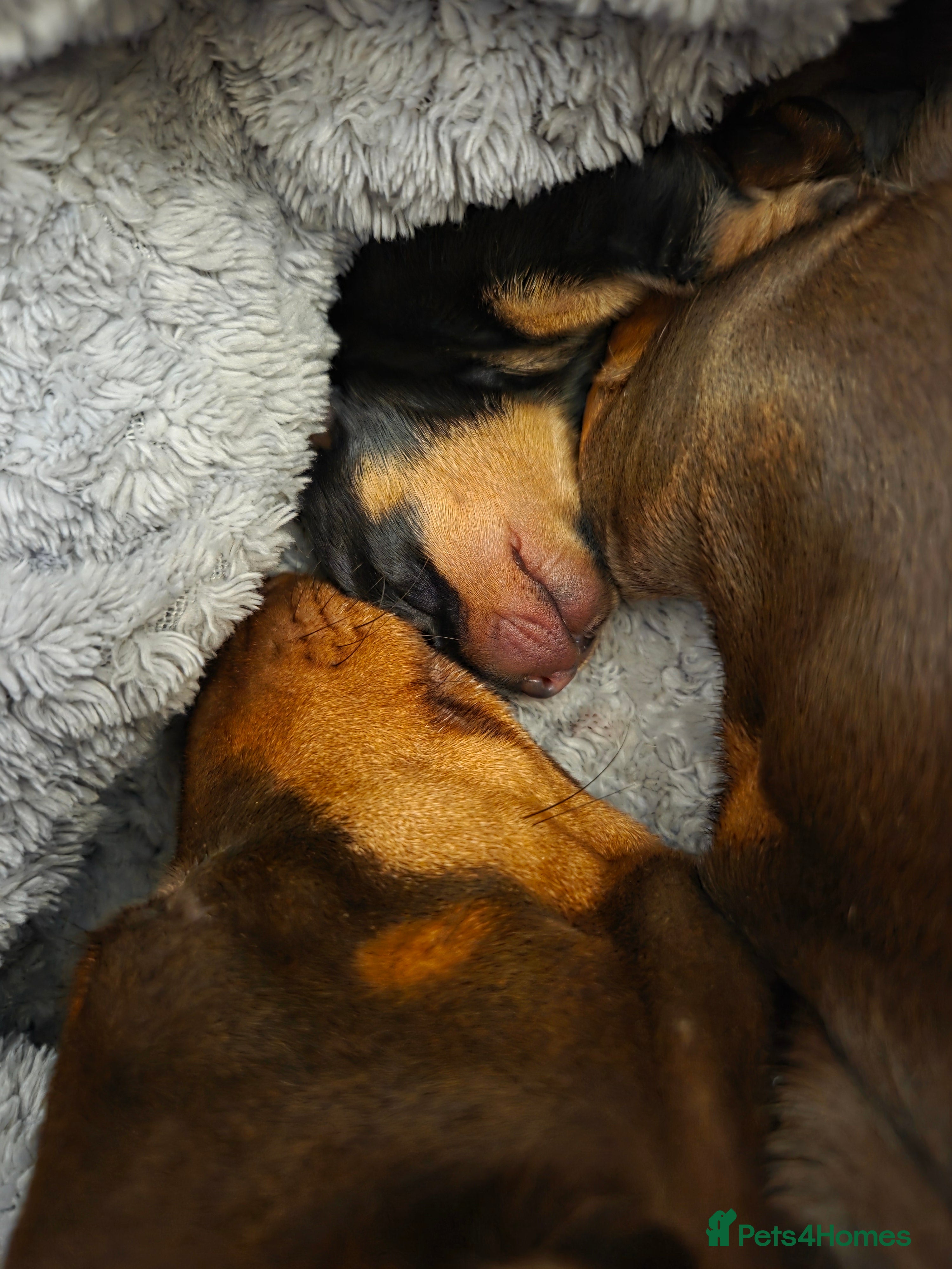 Miniature Dachshund dogs Miniature dachshund girl  - Advert 2