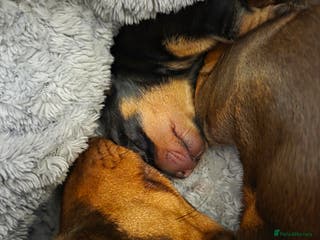 Miniature Dachshund dogs Miniature dachshund girl - Advert 1