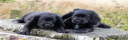 Cocker Spaniel dogs for sale: Stunning Black Cocker Puppies. Ready to leave 🌟 - Advert 7