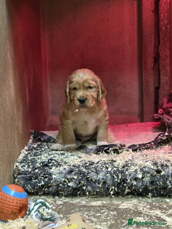 Cocker Spaniel dogs - Advert 3