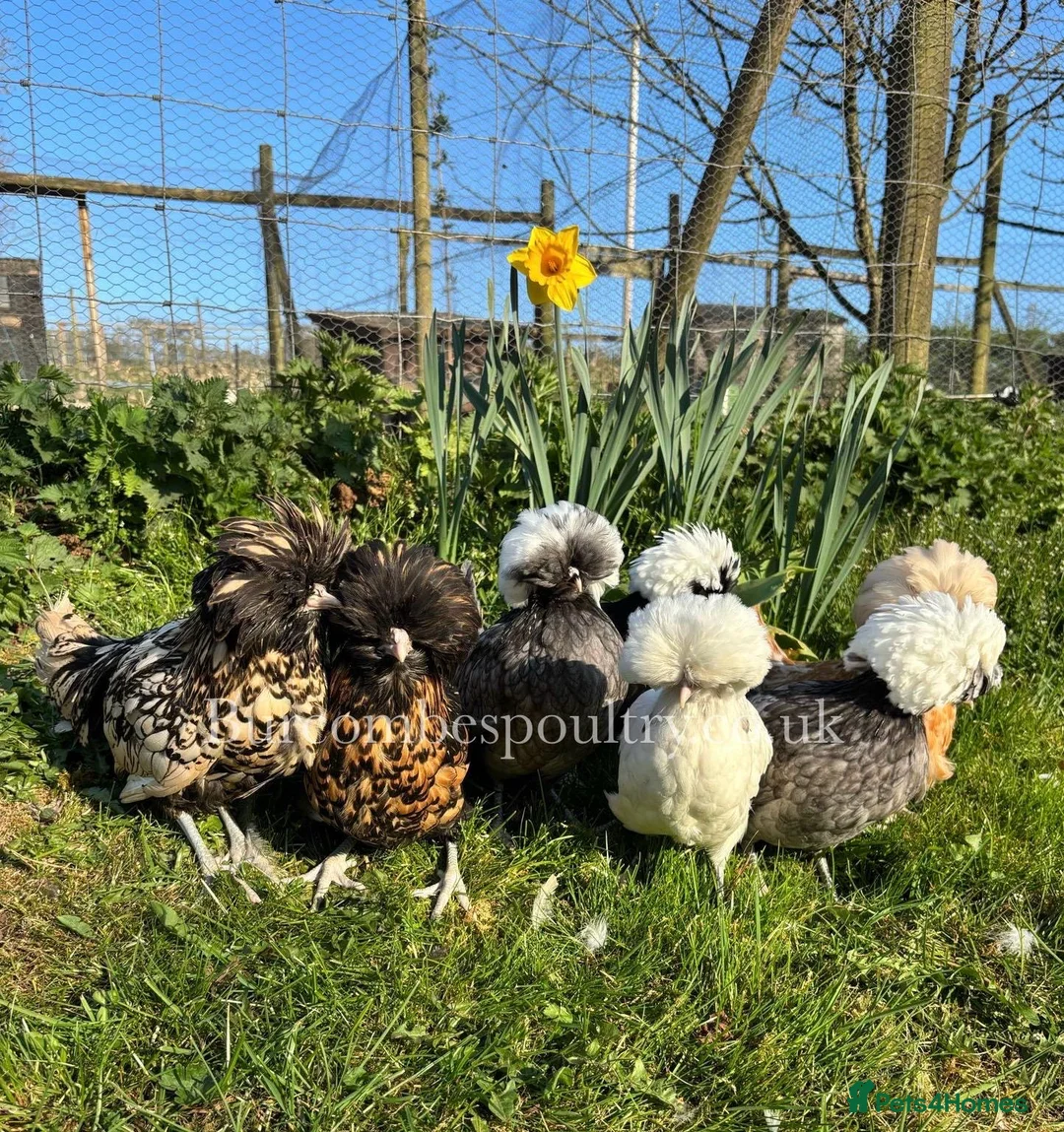 Chickens poultry for sale: Polands for sale  - Advert 2