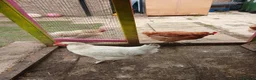 Hens poultry for sale: Backyard chickens - Advert 6