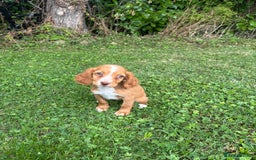 Cocker Spaniel dogs for sale: 4 adorable cocker spaniel puppies needing new home - Image 3