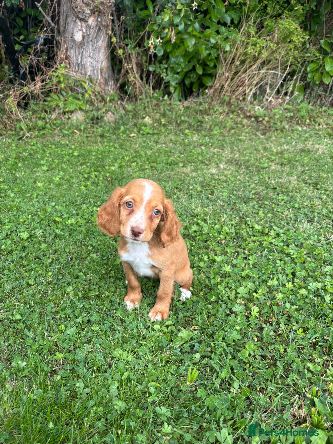 Cocker Spaniel dogs for sale: 4 adorable cocker spaniel puppies needing new home - Image 3