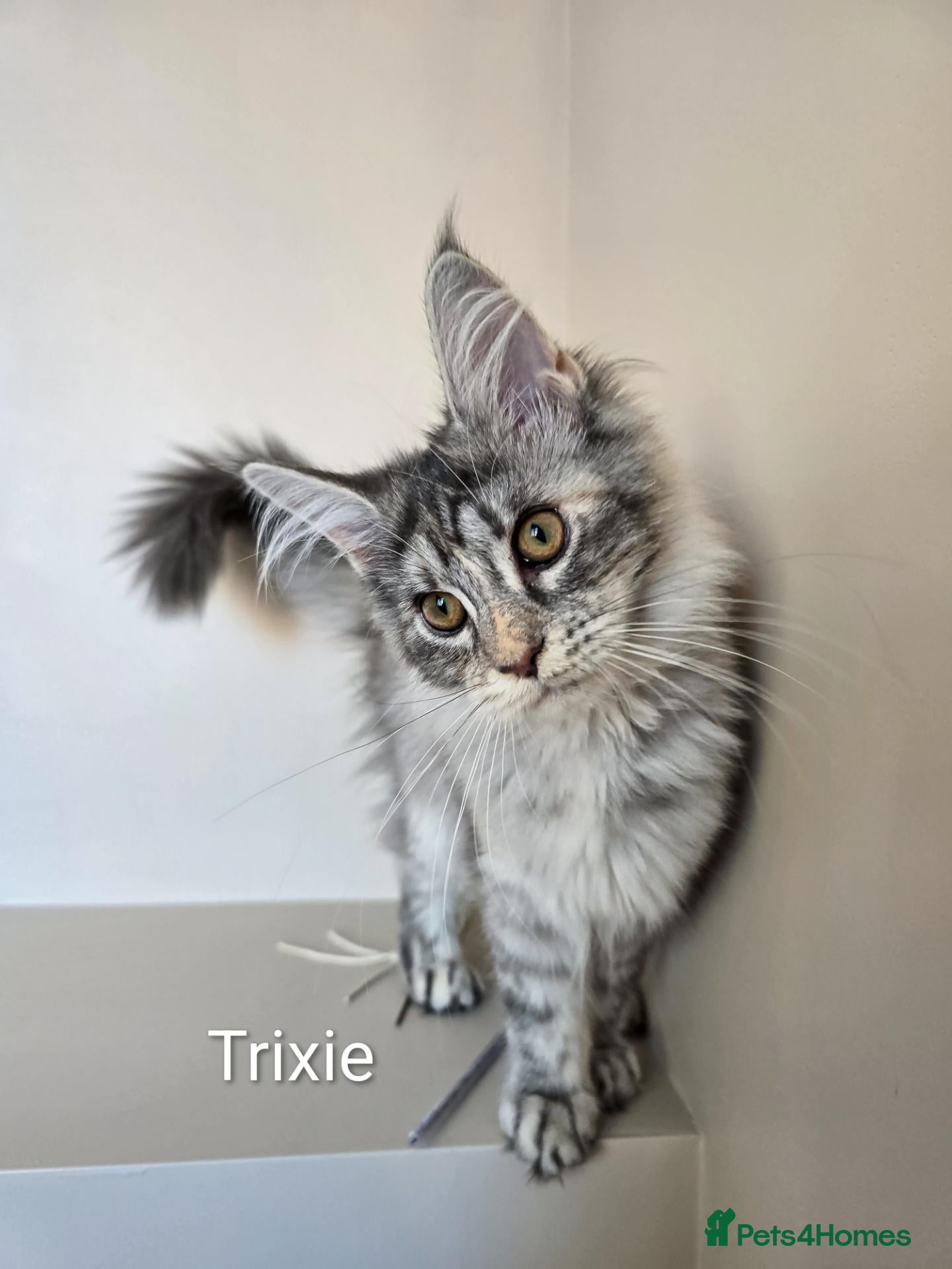 Maine Coon cats for sale: GCCF Registered Maine Coon Kittens Peterborough - Advert 17