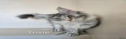 Maine Coon cats for sale: GCCF Registered Maine Coon Kittens Peterborough - Advert 2