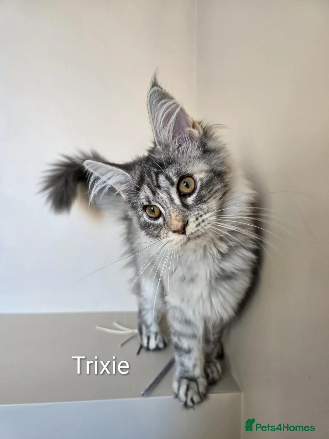 Maine Coon cats for sale: GCCF Registered Maine Coon Kittens Peterborough - Advert 2
