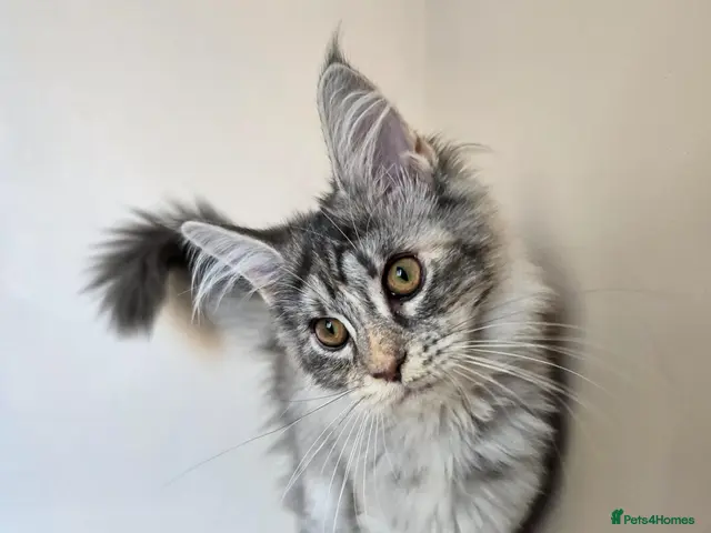 Maine Coon cats for sale: GCCF Registered Maine Coon Kittens Peterborough - Advert 10