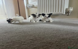 Mixed Breed dogs for sale: Miniature chihuahua X Jack russell puppies  - Image 6