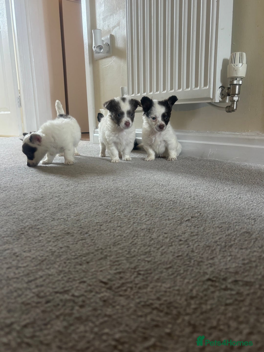 Mixed Breed dogs for sale: Miniature chihuahua X Jack russell puppies  - Image 6