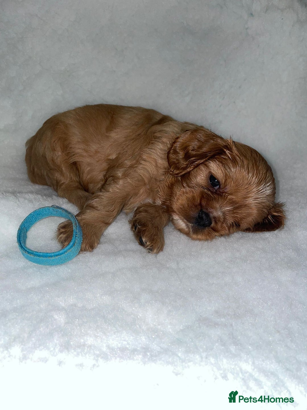 Cavalier King Charles Spaniel dogs for sale: Cavalier King Charles Spaniel Puppies - Image 6