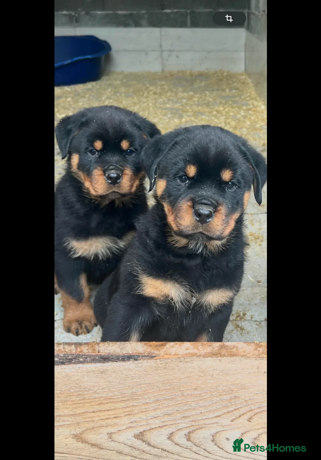 Rottweiler dogs for sale: Top German Rottweiler in Dudley - Advert 13
