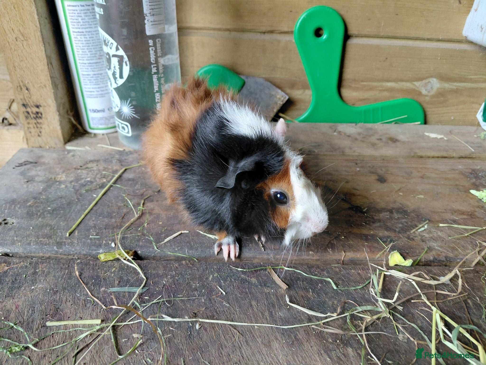 Guinea Pig rodents Baby guinea-pigs  - Advert 19