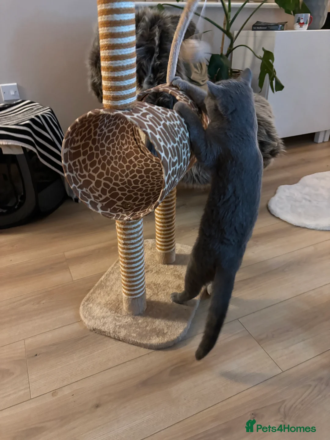 British Shorthair cats for sale: 1-2 year old beautiful BSH - Cleo - Advert 8