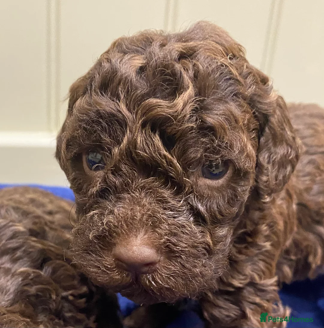 Lagotto Romagnolo dogs for sale: Lagotto romagnolo Puppies  - Advert 36