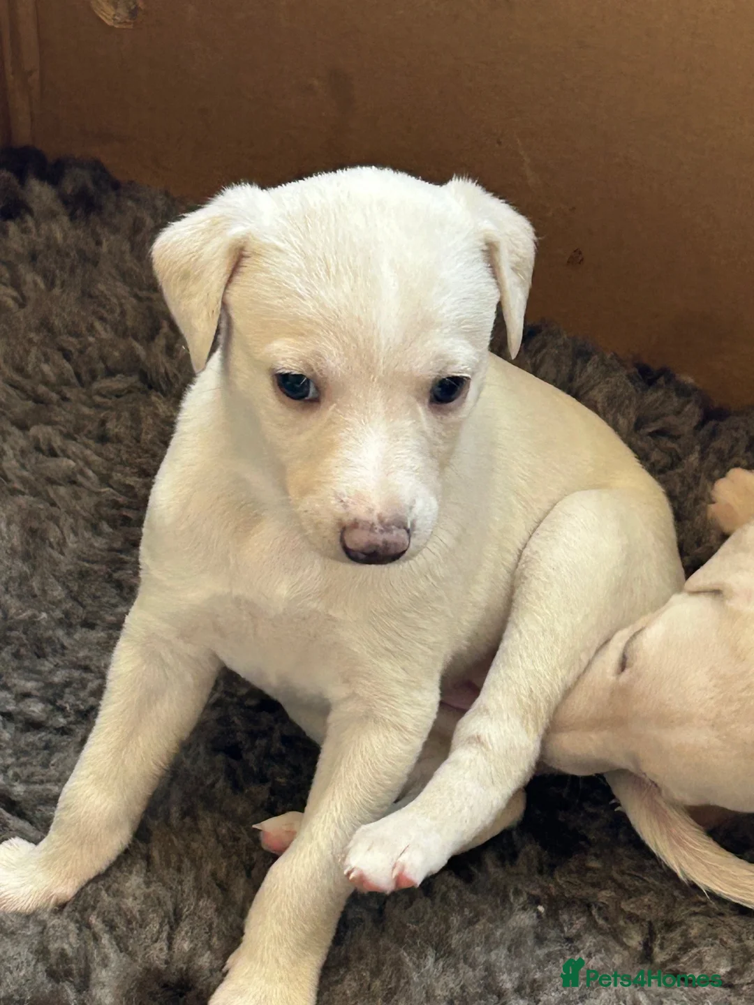 Whippet dogs for sale: Whippet lurcher pups - Advert 7