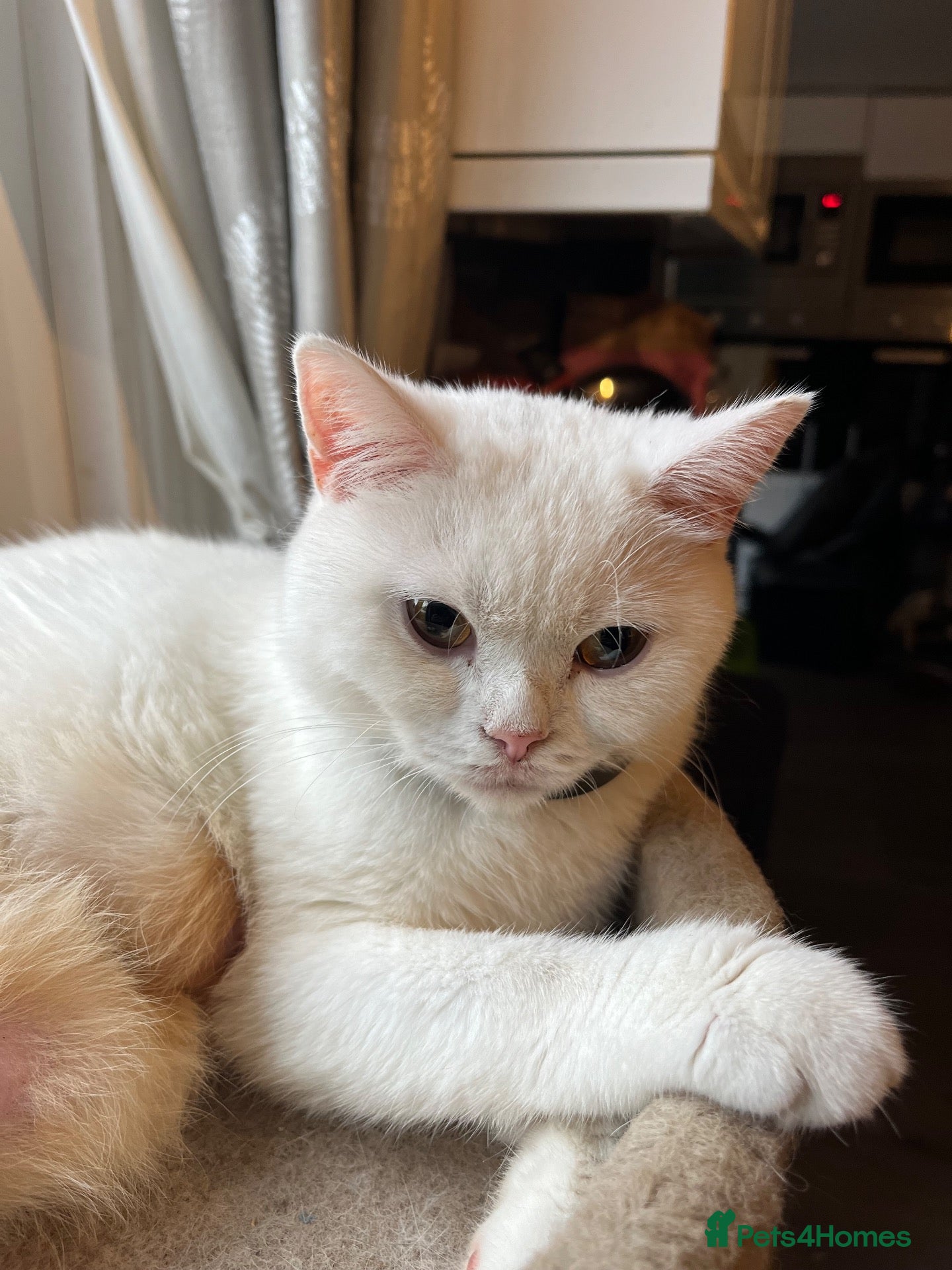 British Shorthair cats for sale: Gccf British Shorthair kitten ready now  - Advert 2