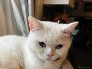 British Shorthair cats Gccf adult British Shorthair female - Advert 5