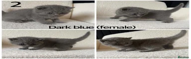 British Shorthair Kitten 2