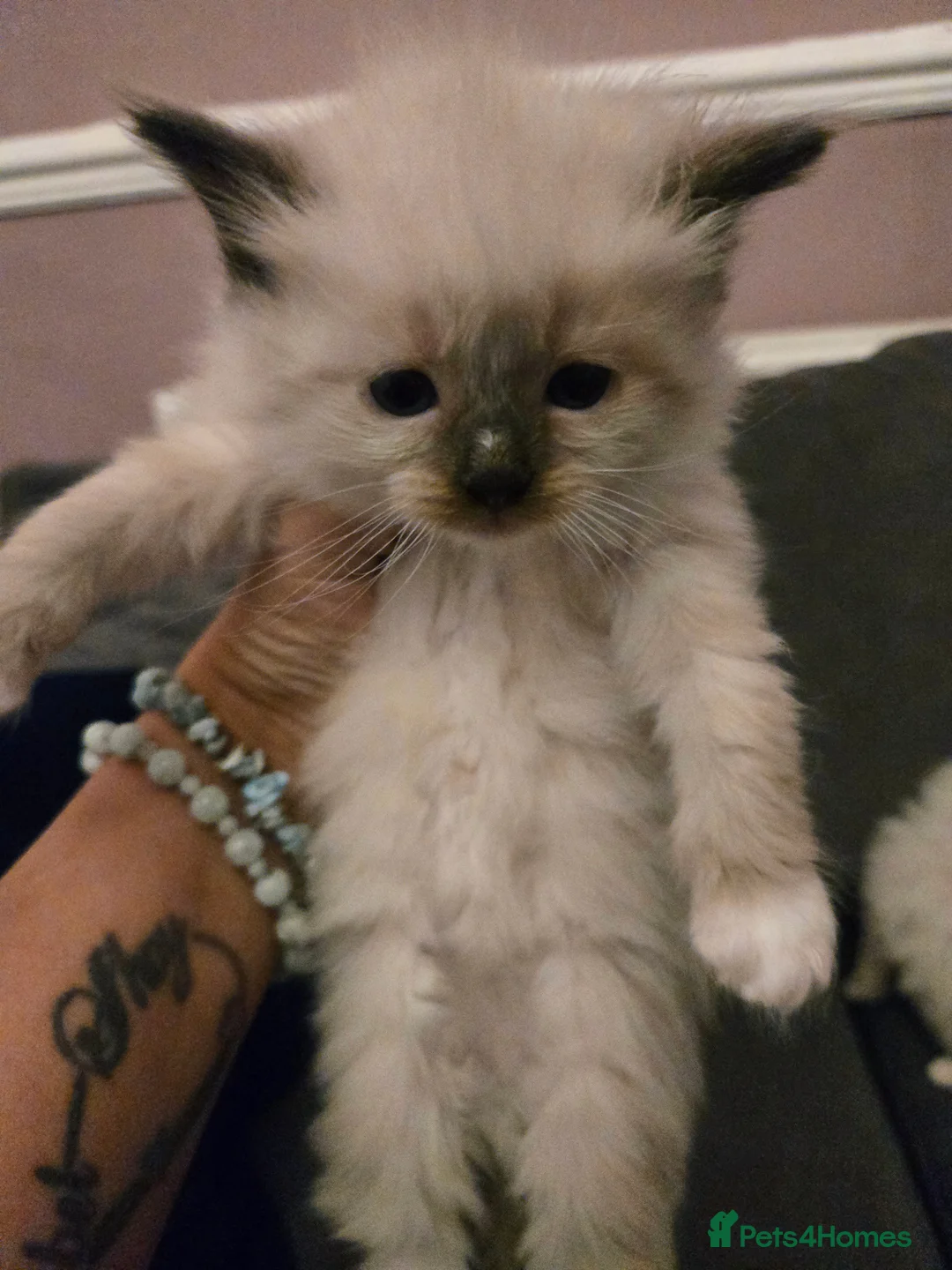 Ragdoll cats for sale: Seven gorgeous purebred ragdoll mitted kittens  - Advert 11